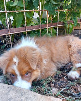 Australian Shepherd/Pastore Australiano cucciolo
