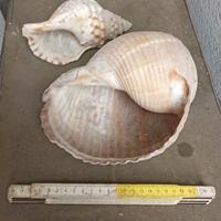2 GRANDI CONCHIGLIE MARINE