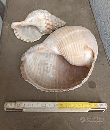 2 GRANDI CONCHIGLIE MARINE