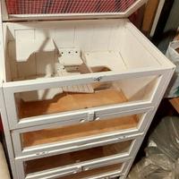 Porcellini d'India e terrario