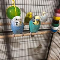 Cocorite pappagallini