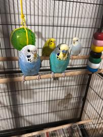 Cocorite pappagallini