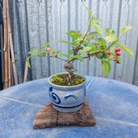 Bonsai