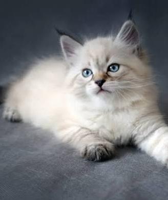 Cucciolo/a Gatto siberiano