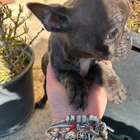 Cuccioli di Bulldog Francese