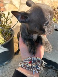 Cuccioli di Bulldog Francese
