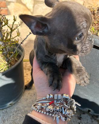 Cuccioli di Bulldog Francese