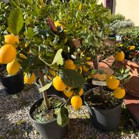 Piante di limone,arance e agrumi vari