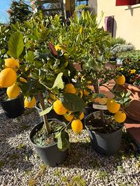 Piante di limone,arance e agrumi vari