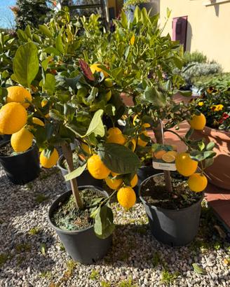 Piante di limone,arance e agrumi vari