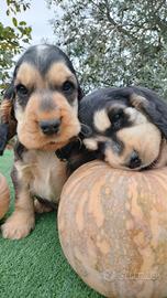 cocker spaniel inglese pedigree  focato 