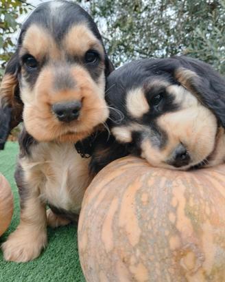 cocker spaniel inglese pedigree  focato 