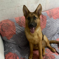 Cane pastore tedesco