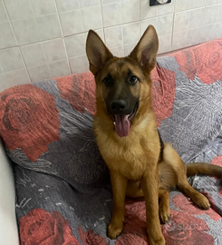 Cane pastore tedesco