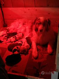 Cuccioli di Pastore Australiano