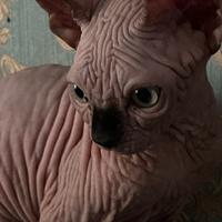 Cuccioli di Sphinx