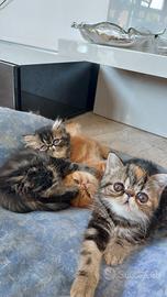 Gattini razza Exotic Shortair