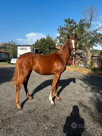 Cavallo