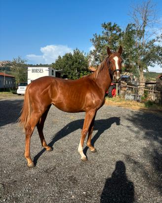 Cavallo