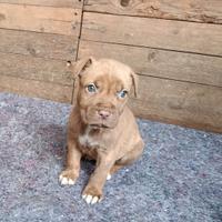 Cuccioli di Red nose