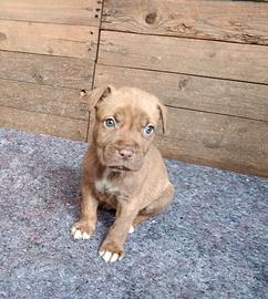 Cuccioli di Red nose