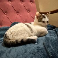 Adozione responsabile gattini