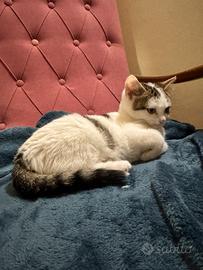 Adozione responsabile gattini