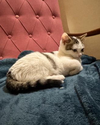 Adozione responsabile gattini