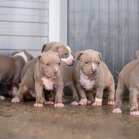 Cuccioli pitbull tricolor lilac