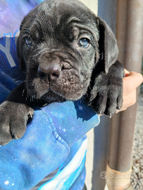 Cuccioli di Cane Corso