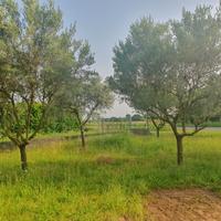 Olivi