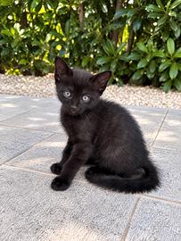 Gattino meticcio perla nera