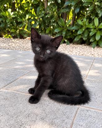 Gattino meticcio perla nera