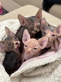 Sphynx cuccioli