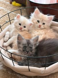 Cuccioli di Maine Coon in prenotazione