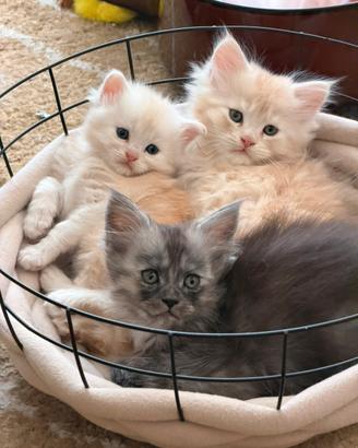 Cuccioli di Maine Coon in prenotazione