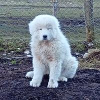 Pastore maremmano abruzzese