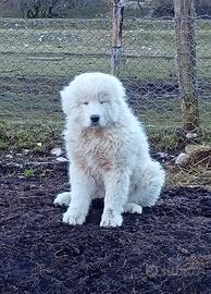 Pastore maremmano abruzzese