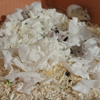 Topolini