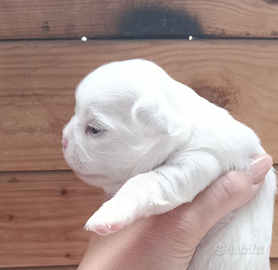 Chihuahua maschietto