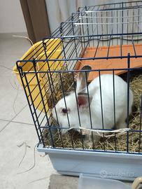 Coniglio nano testa di leone