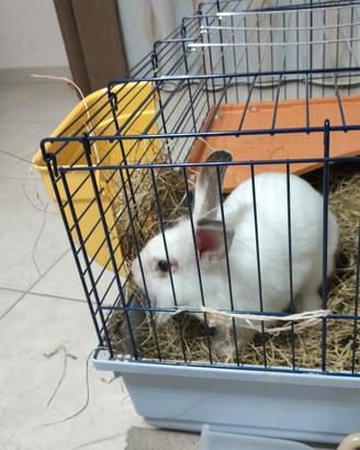 Coniglio nano testa di leone