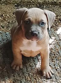 American bully un maschio e due femmine