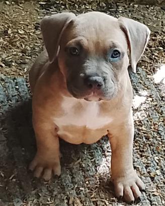 American bully un maschio e due femmine