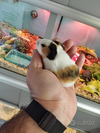 Porcellini d'india baby