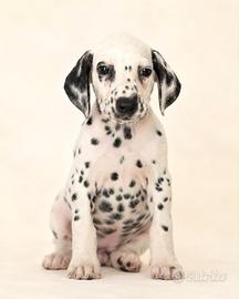 Dalmata