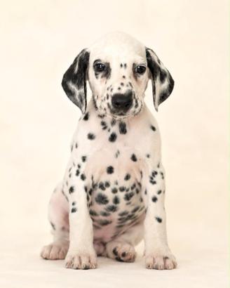 Dalmata