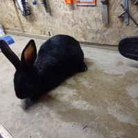 Coniglo nero co una zampa bianca