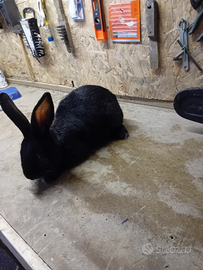 Coniglo nero co una zampa bianca