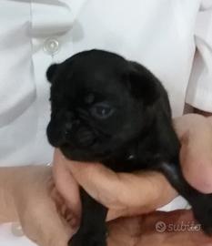 Cuccioli bulldog francese
